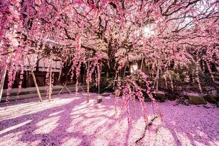 淡路島・「八木のしだれ梅」を撮影した写真が見渡す限りのピンク