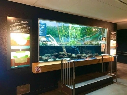 吉祥寺 魚にエサやりやタッチもできる 井の頭自然文化園 水生物園 マイナビニュース