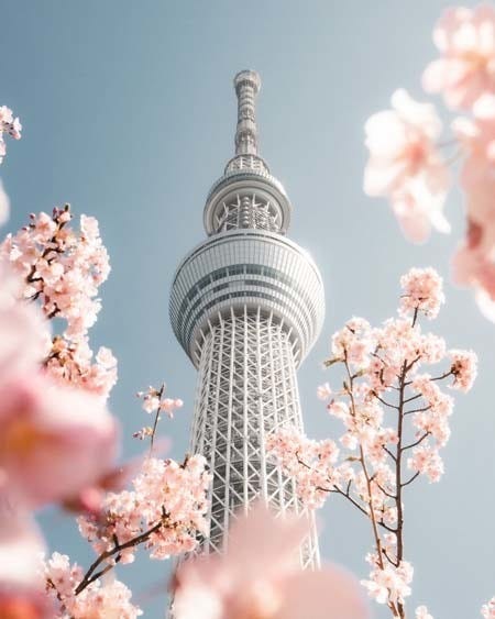 春を感じる 東京スカイツリー と 東京タワー の写真がツイッターで話題に あなたはどちらが好き マイナビニュース
