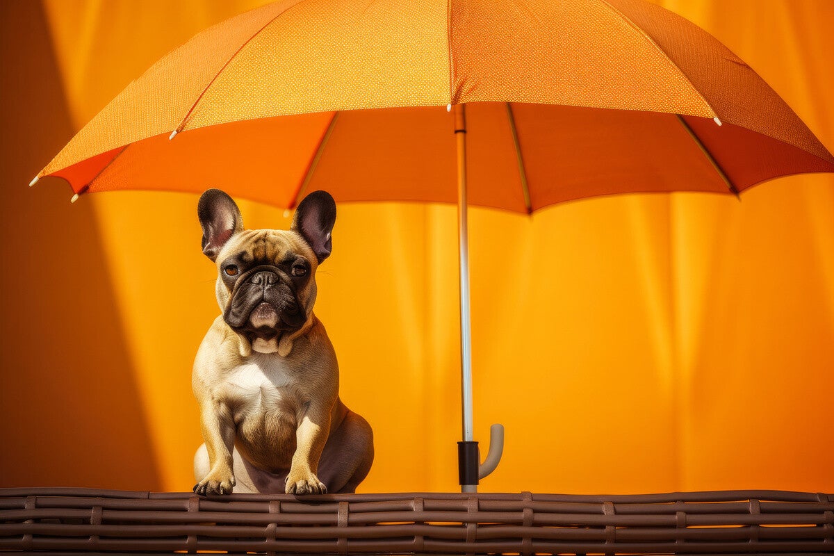 犬用レインコートおすすめ14選 着せやすいマントタイプやオーバーオールも マイナビニュース