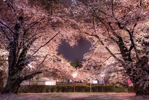 「よくね?」ハート 満開の桜を写したツイートに、驚嘆や察しの声 - あなたも確認を!
