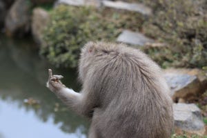 中指を立てた“最高にロックな猿”、「ファンキーなモンキーですね」とツイッターで話題に