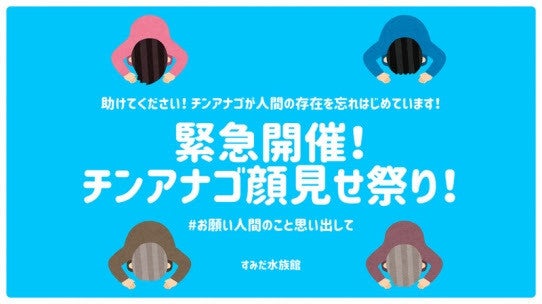 約300匹のチンアナゴとfacetimeで会おう すみだ水族館がwebイベント マイナビニュース