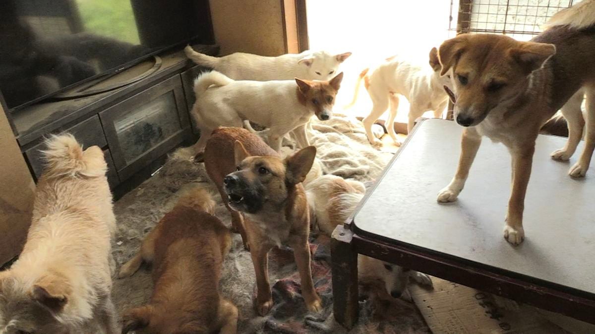 動物保護の先頭に立つ獣医師、18年連れ添う愛犬が突然倒れ… マイナビニュース