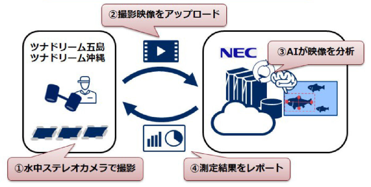 豊田通商とnec マグロ幼魚自動サイズ測定サービスを共同開発 Tech