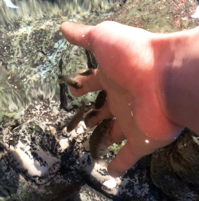 しながわ水族館を楽しむ2つのデートプラン 予算やみどころを解説します マイナビニュース