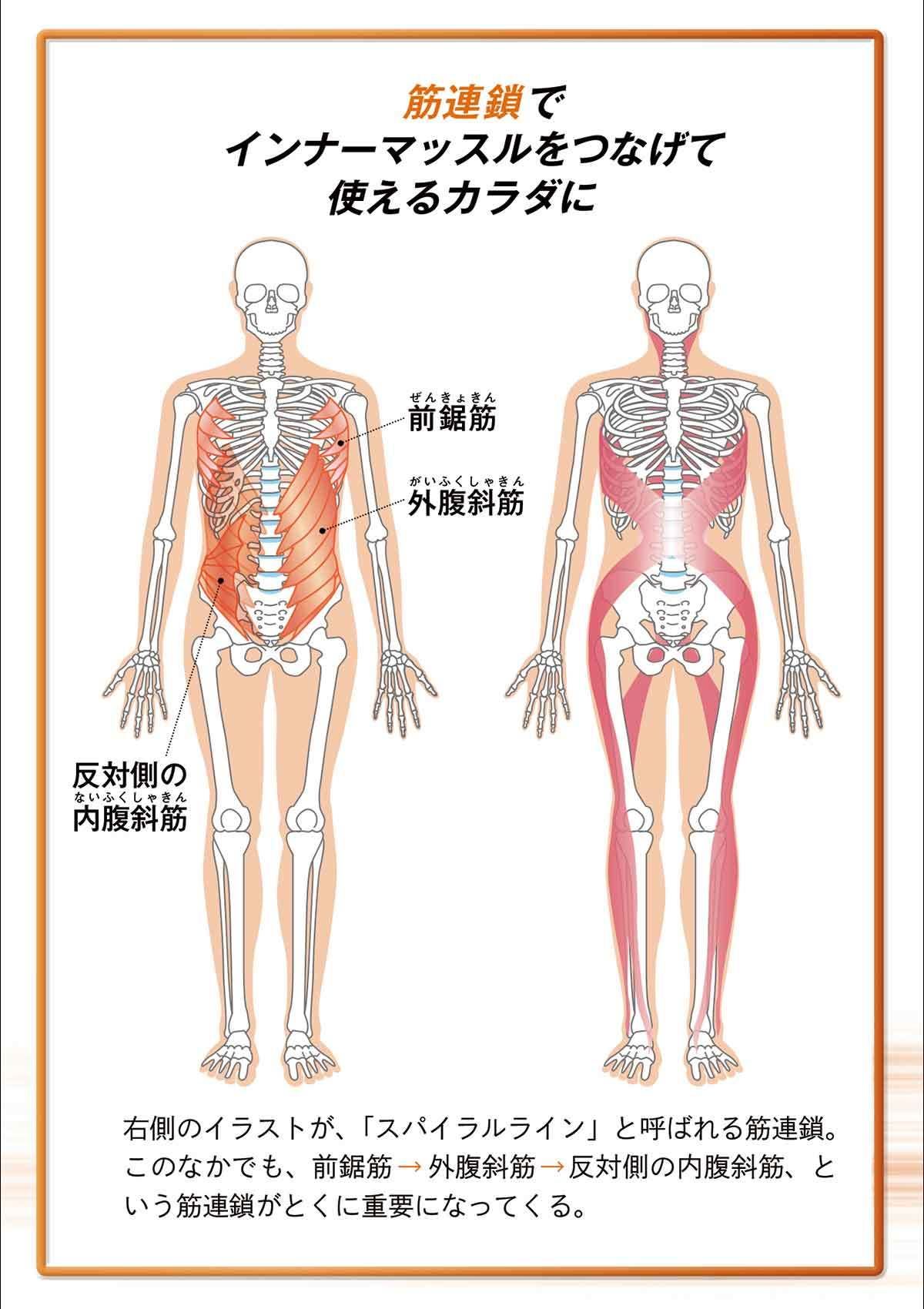 最新 肩甲骨トレーニングに注目 姿勢の歪み は肩甲骨の動きで治す マイナビニュース