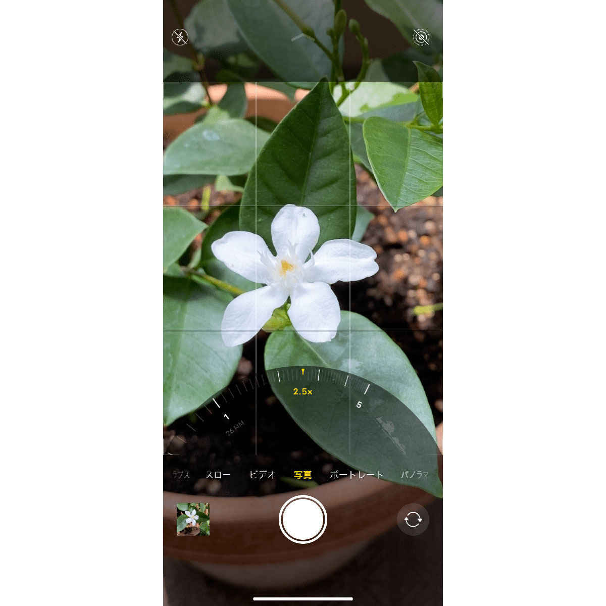 いまさらですが、iPhoneのカメラで倍率を変えるには?