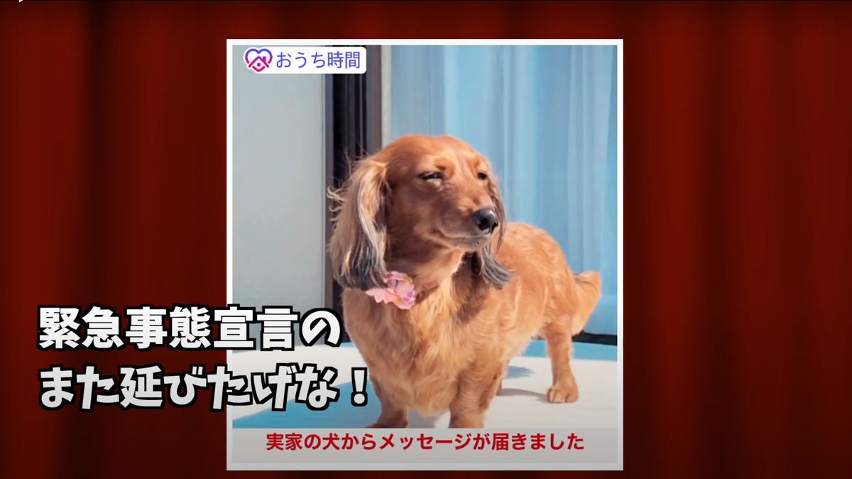 方言がヤバすぎる 自粛犬 動画が 面白過ぎる 九州の血が騒ぐ と話題 難解な九州弁を訳してみた マイナビニュース