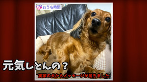 方言がヤバすぎる「自粛犬」動画が「面白過ぎる」「九州の血が騒ぐ」と話題 - 難解な九州弁を訳してみた