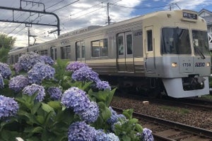 京王電鉄、井の頭線沿線のあじさい風景動画 - ライトアップは中止