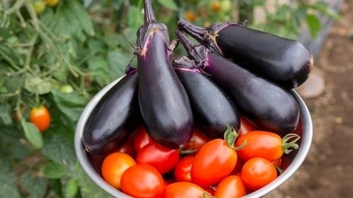 プランターで家庭菜園 初心者でも 野菜をすくすく育てる 簡単な方法 マイナビニュース