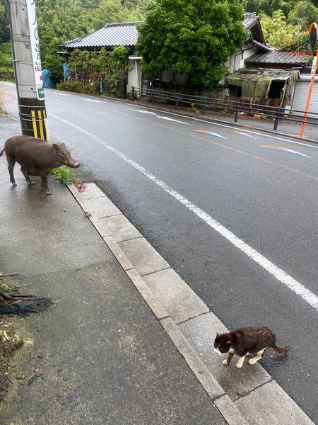 あんぱんを食べていたら野生の イノシシ が寄ってきて 緊迫した写真がツイッターで話題に 撮影した人に 当時の様子を聞いてみた マイナビニュース