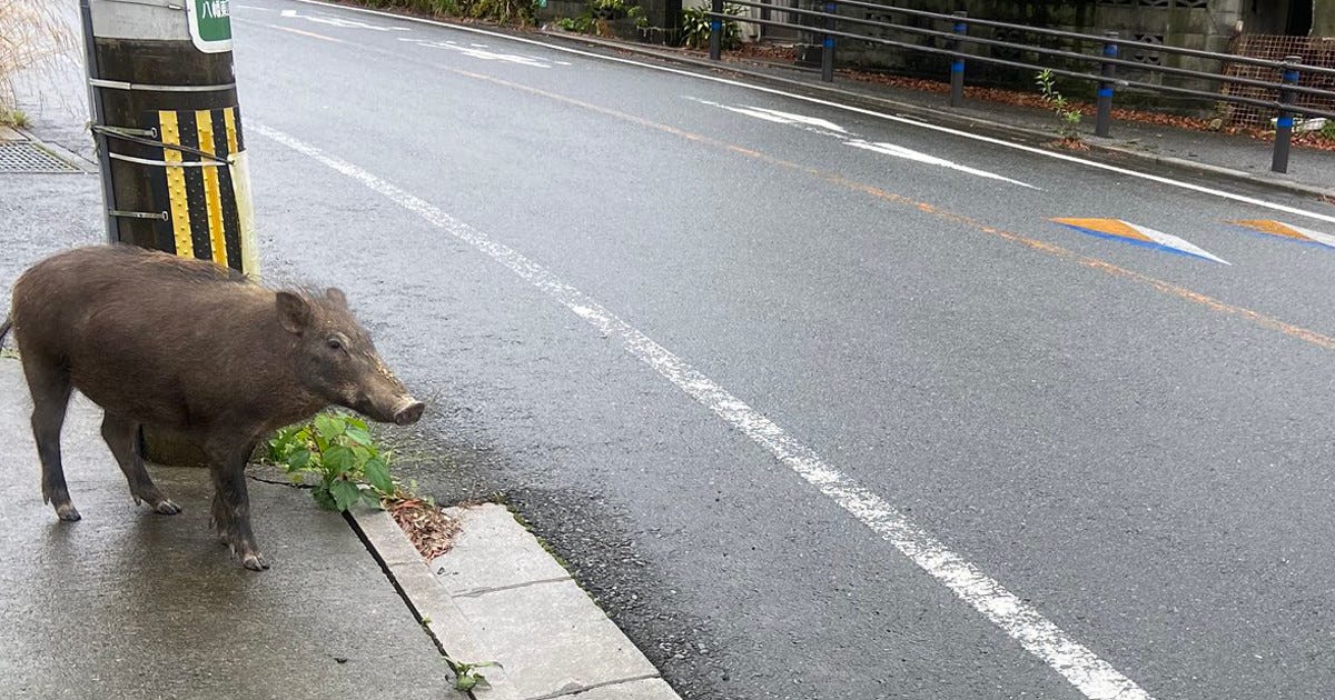 あんぱんを食べていたら野生の イノシシ が寄ってきて 緊迫した写真がツイッターで話題に 撮影した人に 当時の様子を聞いてみた マピオンニュース