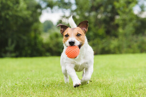 【PR】犬用歯磨きおもちゃのおすすめ10選｜楽しくデンタルケア！【ドッグトレーナー監修】