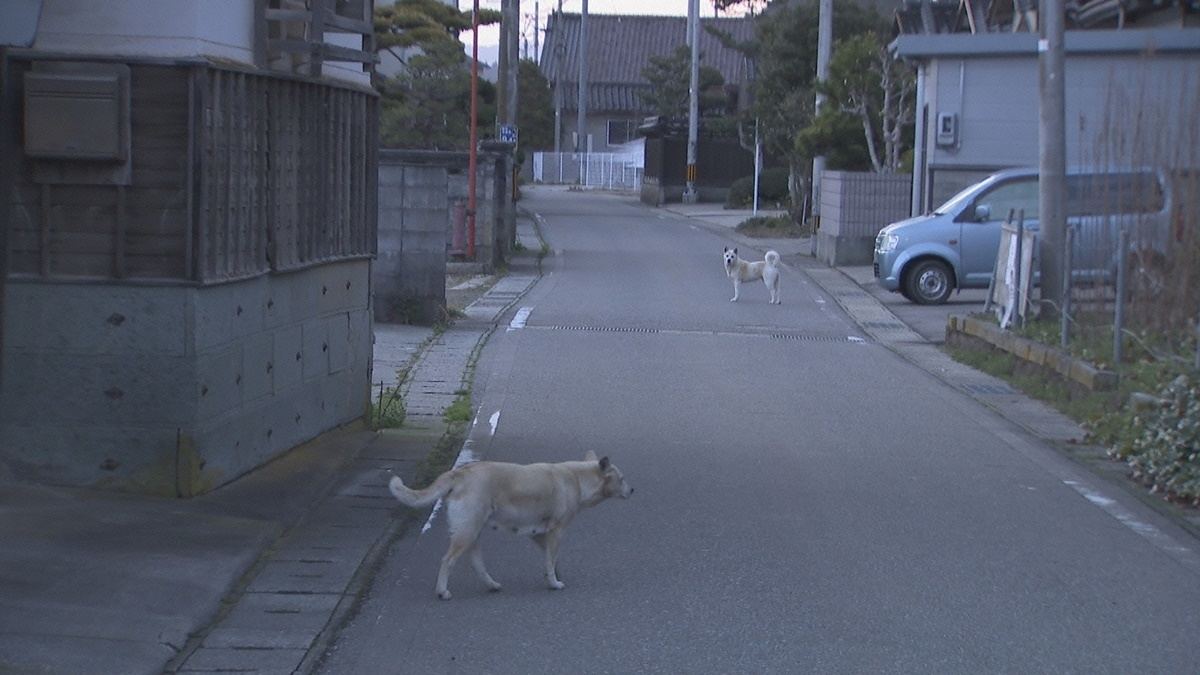 殺処分ゼロの裏で増えていく野犬 背景にある 人間の身勝手さ マイナビニュース