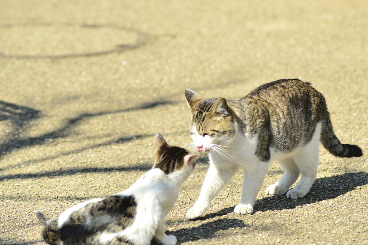 猫捕獲器の人気おすすめ10選【踏板式・吊り下げ式】使い方の注意点も