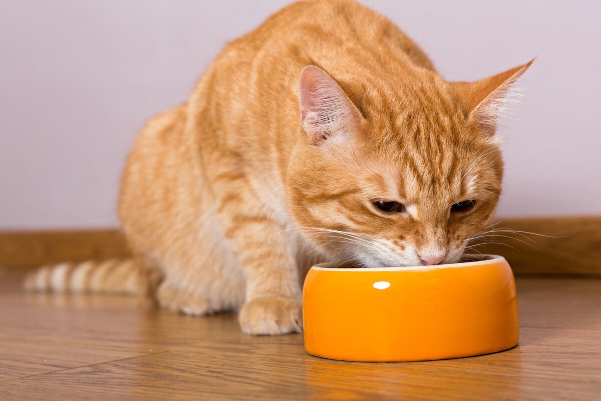 猫用ウェットフードのおすすめ16選 総合栄養食や人気の無添加タイプなど マイナビニュース