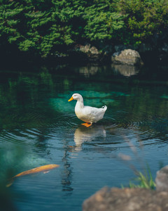 水面ですっくと立ち上がるアヒル!? 捉えた写真に「波紋の使い手ですね」「水の呼吸?」「チャクラ練れるとは珍しい」「シシ神様!」など驚く人多数