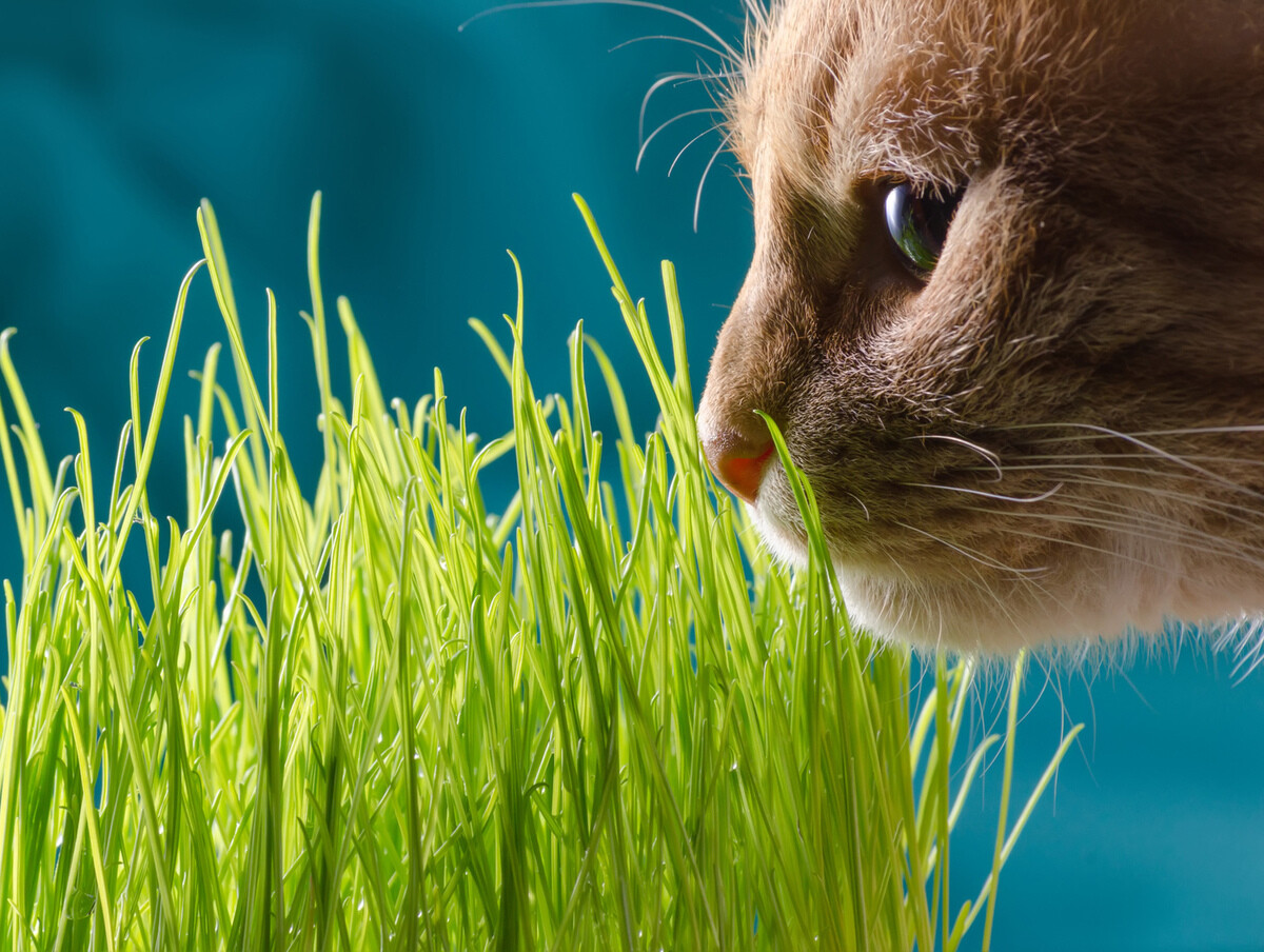 エイムクリエイツ green Labo グリーンラボ 犬と猫が好きな草のタネ 200g 猫草 4540013200029 #w-105426[RC2104]