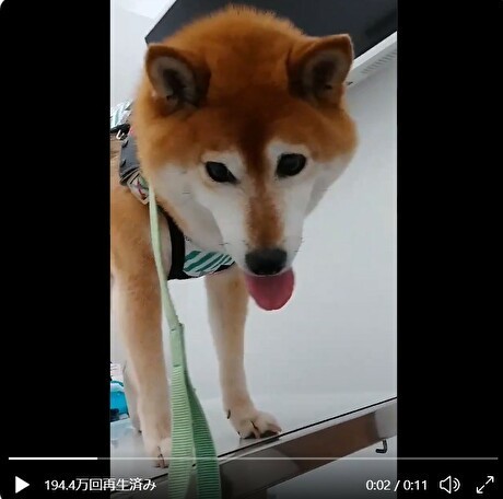 まさにガクブル ツイッターで話題の震えが止まらない柴犬 シニアになるとどうしてもね に対する飼い主の解答とは マイナビニュース