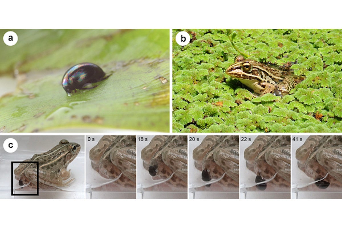 神戸大 カエルに食べられても消化されずお尻から生還するタフな昆虫を発見 Tech