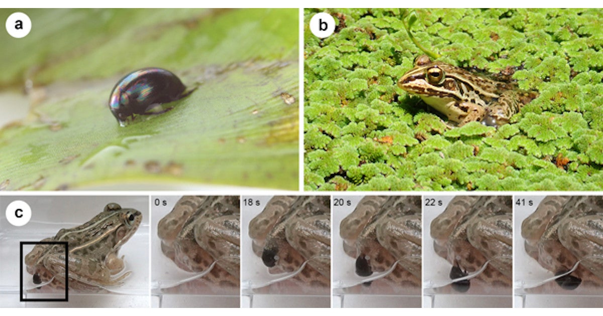 神戸大 カエルに食べられても消化されずお尻から生還するタフな昆虫を発見 Tech
