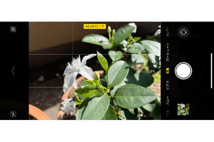 iPhoneで風に揺れる花をクッキリ撮れますか? - いまさら聞けないiPhoneのなぜ