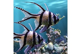毎日がアプリディ 熱帯魚をスマホで飼う 本物の水槽 ライブ壁紙 マイナビニュース