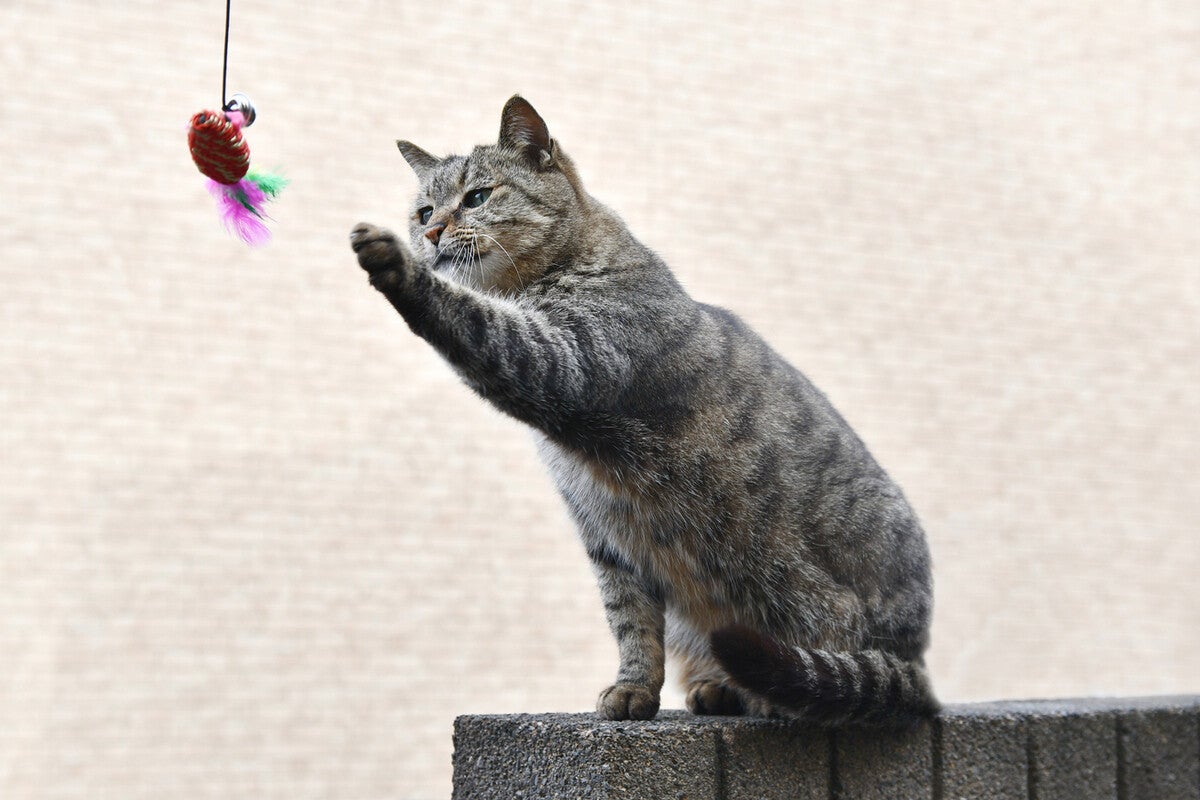 猫じゃらし人気おすすめ16選 飽きない 評判の猫が喜ぶおもちゃを紹介 マイナビニュース