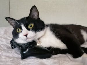 「なんか悪いことしてる?」コントローラーを枕にしちゃう猫の表情がたまらない - 実は猫あるある?