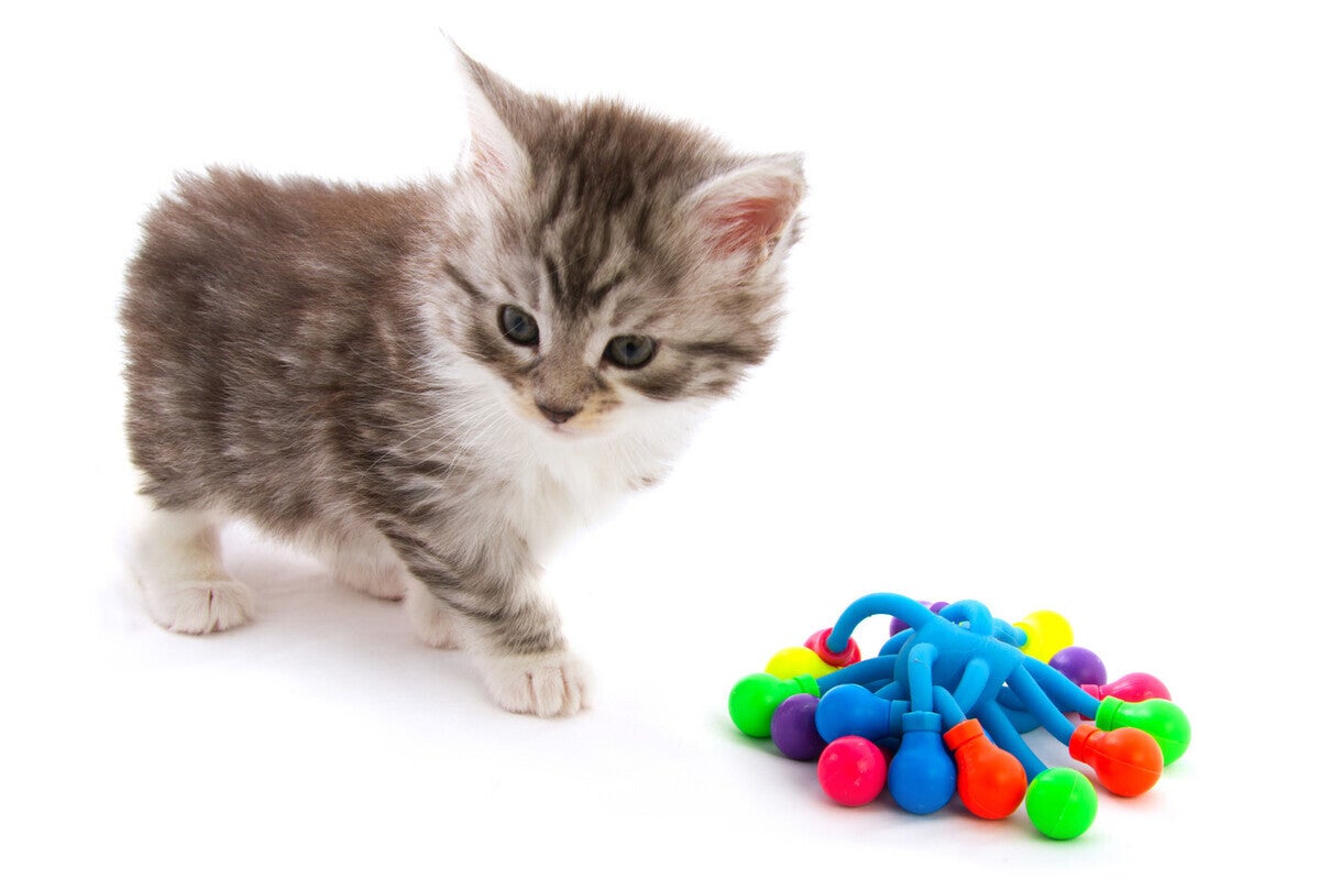 子猫用おもちゃのおすすめ12選 ランキング 噛むおもちゃやまたたび入りも マイナビニュース