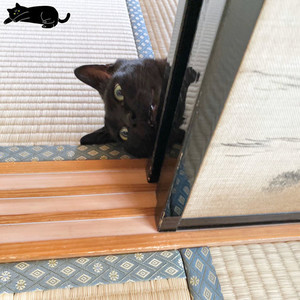 「なにが起きた」部屋のすみで猫が“やさぐれ顔”!? その理由とは - ツイッターで大人気