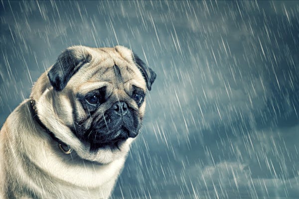 重要 すべての犬をしまえ 絶対に忘れてはいけない台風対策が話題 猫もしまえ 収納しました と共感の声集まる マイナビニュース