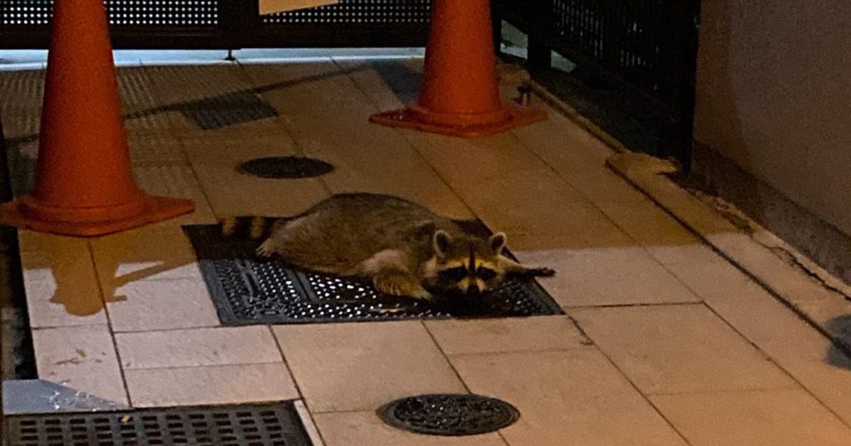 なぜ 大阪 心斎橋でくつろいでいたのは アライグマ ツイッターでは たまにいますよね 街によく出没してるみたいだね と心当たりの声 マイナビニュース