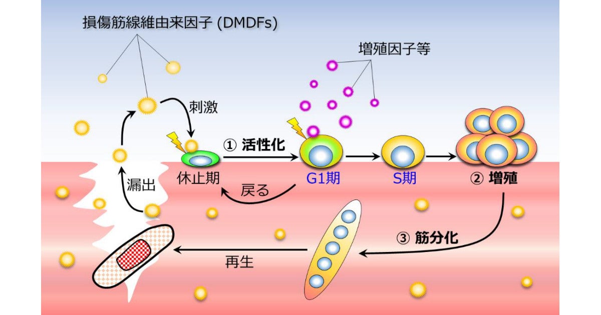 筋繊維を太くするサテライト細胞を活性化させる仕組み 熊本大などが解明 Tech