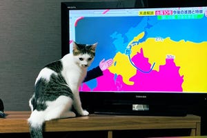 【奇跡】台風について解説する猫あらわる - 見た人からは「気象予報猫」「可愛すぎて頭に入ってこない」の声