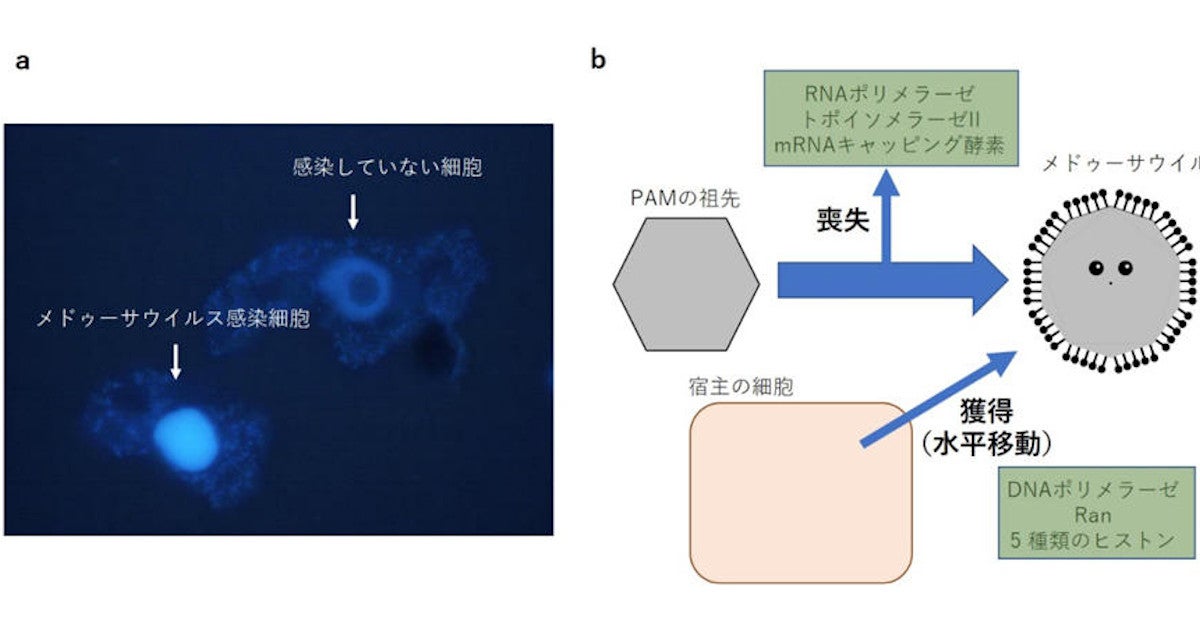 真核細胞の核膜の誕生はウイルスに対する防御機構が始まり 理科大が新説を提唱 マピオンニュース