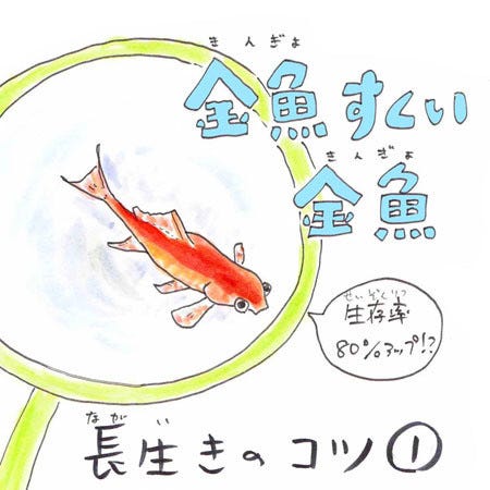 豆知識 金魚すくいで取った金魚が長生きする方法 勉強になった 今度やってみます とツイッターで反響 マイナビニュース