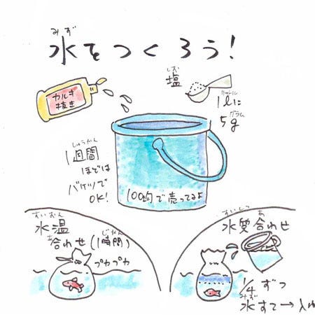 豆知識 金魚すくいで取った金魚が長生きする方法 勉強になった 今度やってみます とツイッターで反響 マイナビニュース