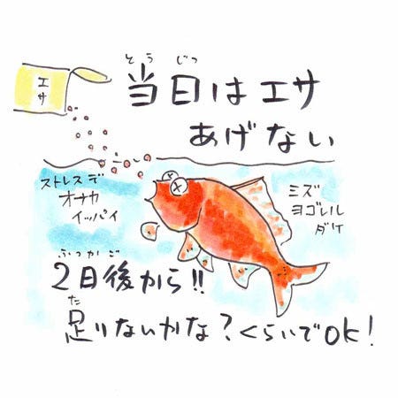豆知識 金魚すくいで取った金魚が長生きする方法 勉強になった 今度やってみます とツイッターで反響 マイナビニュース