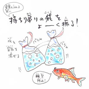 【豆知識】金魚すくいで取った金魚が長生きする方法、「勉強になった」「今度やってみます」とツイッターで反響