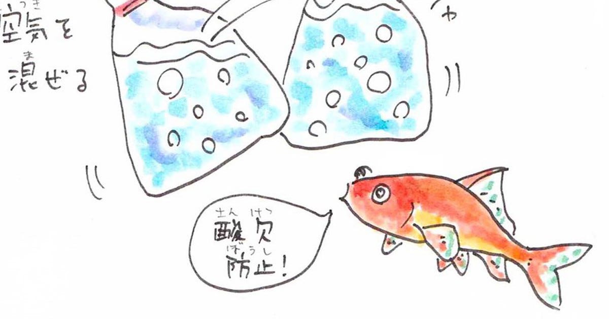 豆知識 金魚すくいで取った金魚が長生きする方法 勉強になった 今度やってみます とツイッターで反響 マピオンニュース