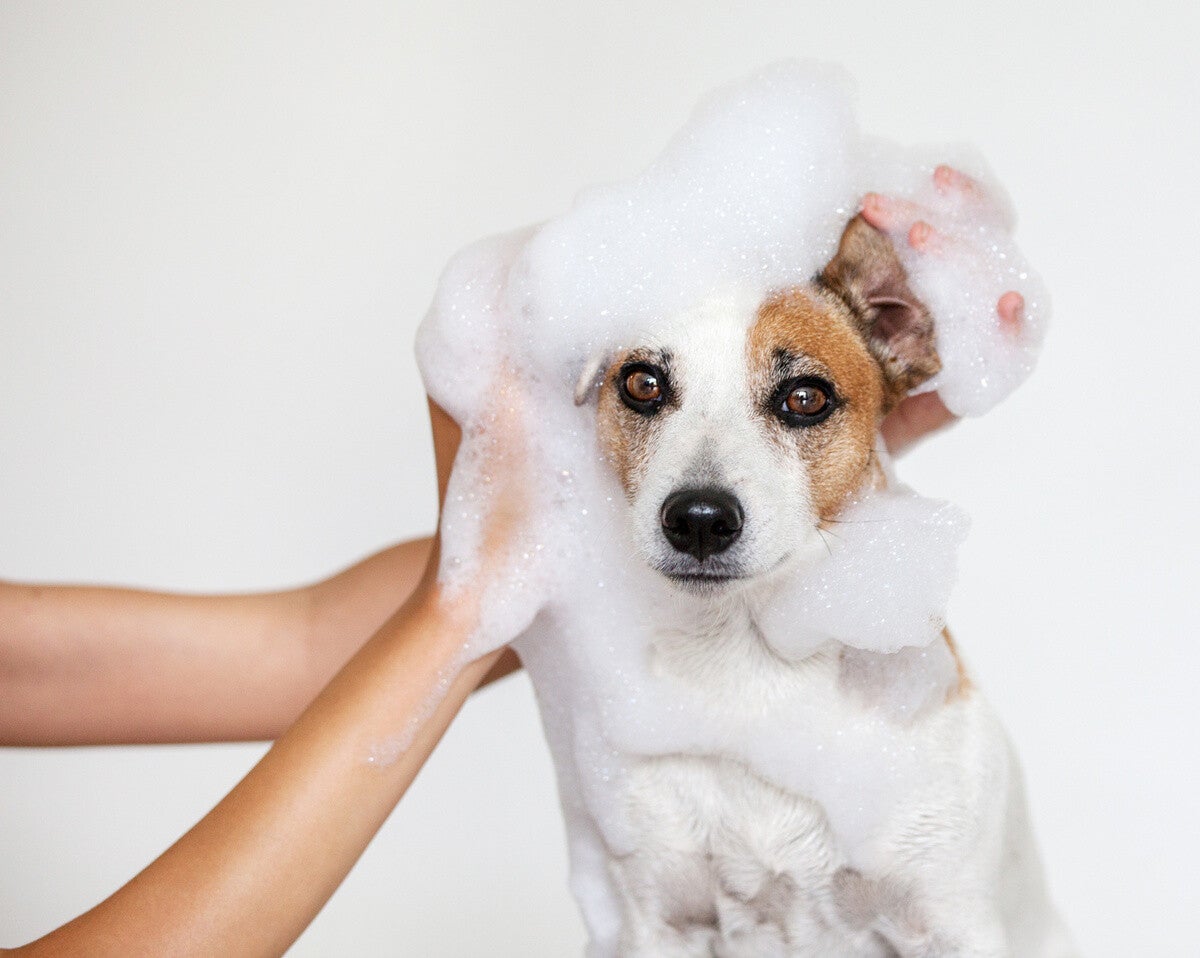 犬向け薬用シャンプーのおすすめ9選 悩みにあわせて かゆみやフケ対策に マイナビニュース