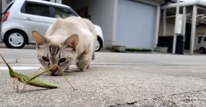 衝撃 猫がバッタを食べる瞬間 と思いきや まさかの展開に そっちかい 思ってたんと違うw とツッコミの嵐 マイナビニュース