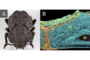 資生堂 皮膚のリンパ管の老化メカニズムを解明 老化抑制物質も発見 Tech