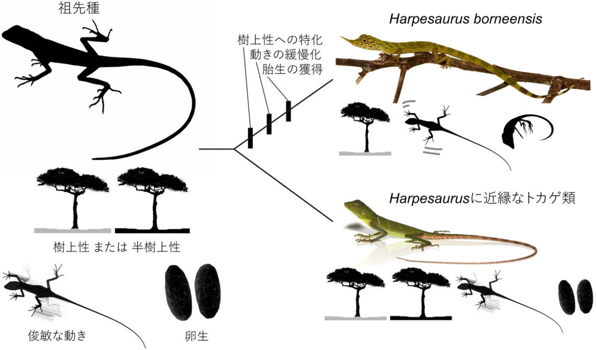 千葉県立中央博物館など 胎生のトカゲが卵生から進化した新たな仮説を提唱 Tech