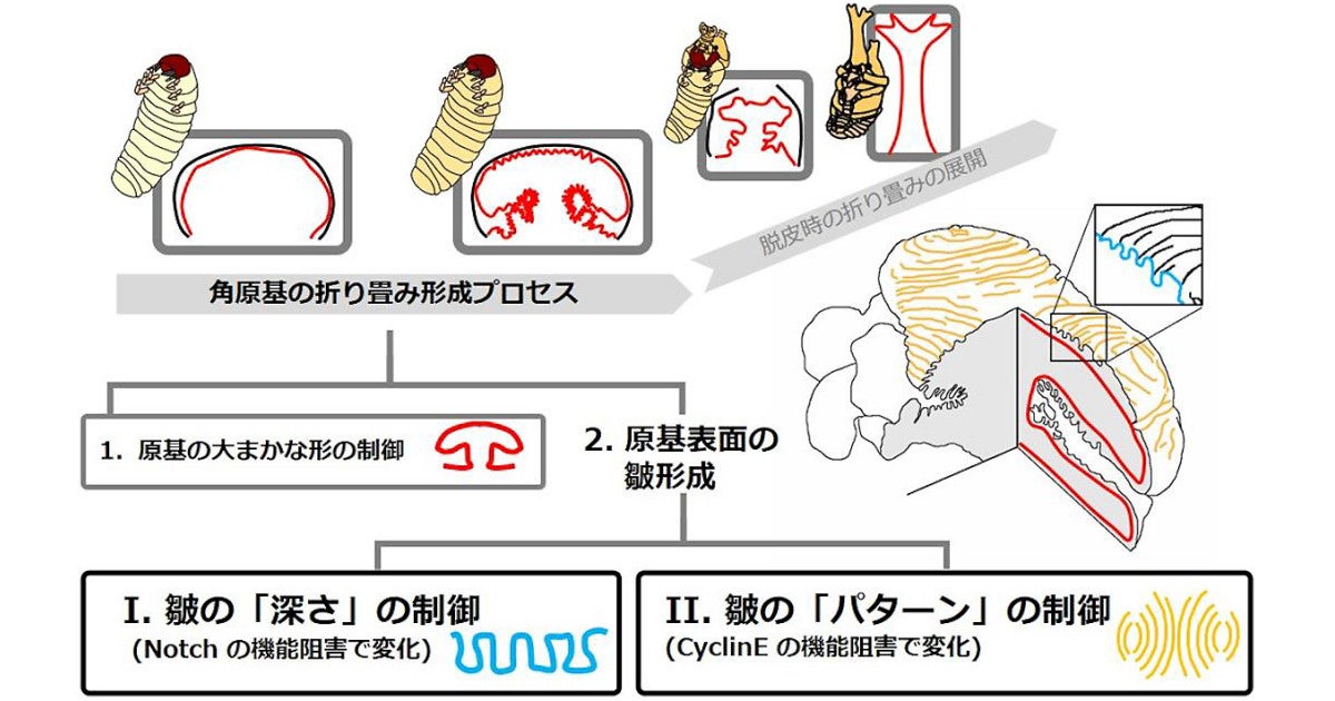 Nigなど カブトムシの角の形を決めるふたつの遺伝子を同定 Tech