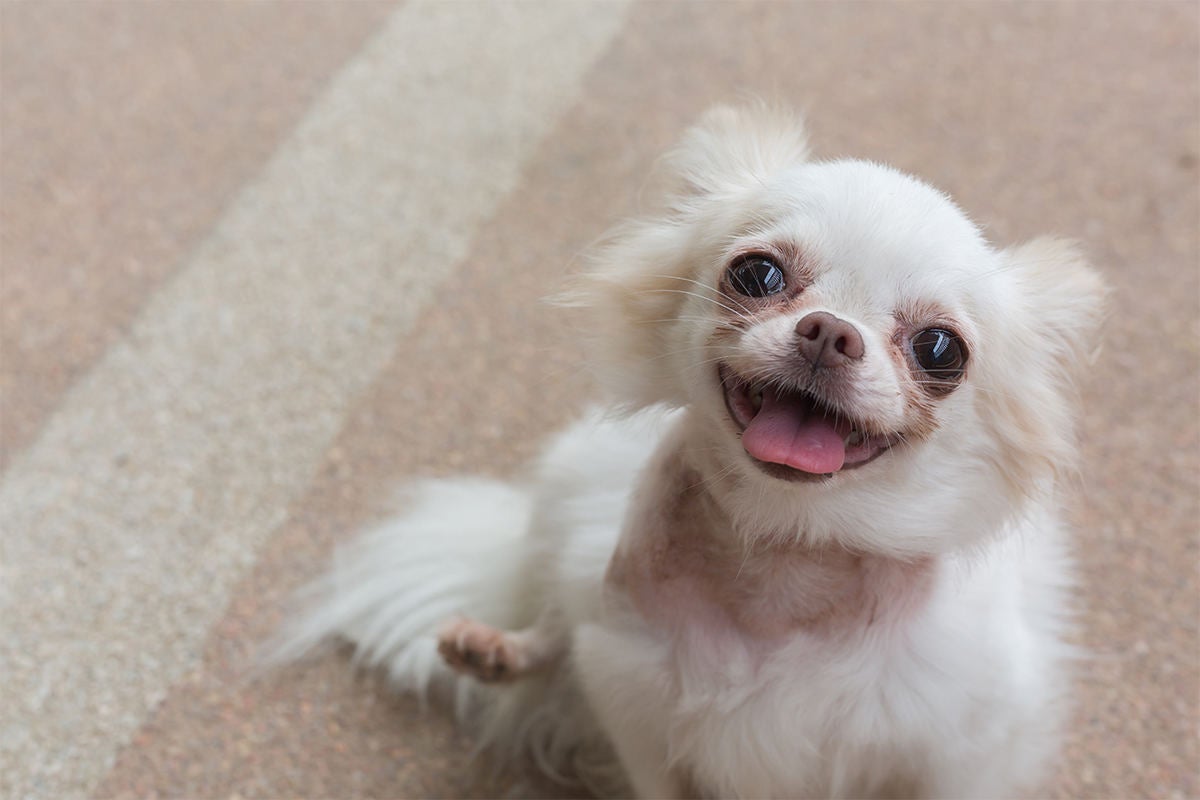 犬を飼うことは家族が増えること ドッグライフカウンセラー 三浦健太 マイナビニュース