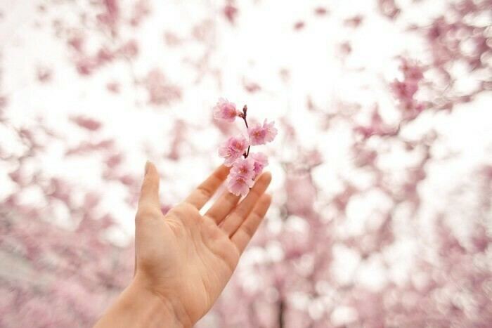 満開の桜を手に取る様子